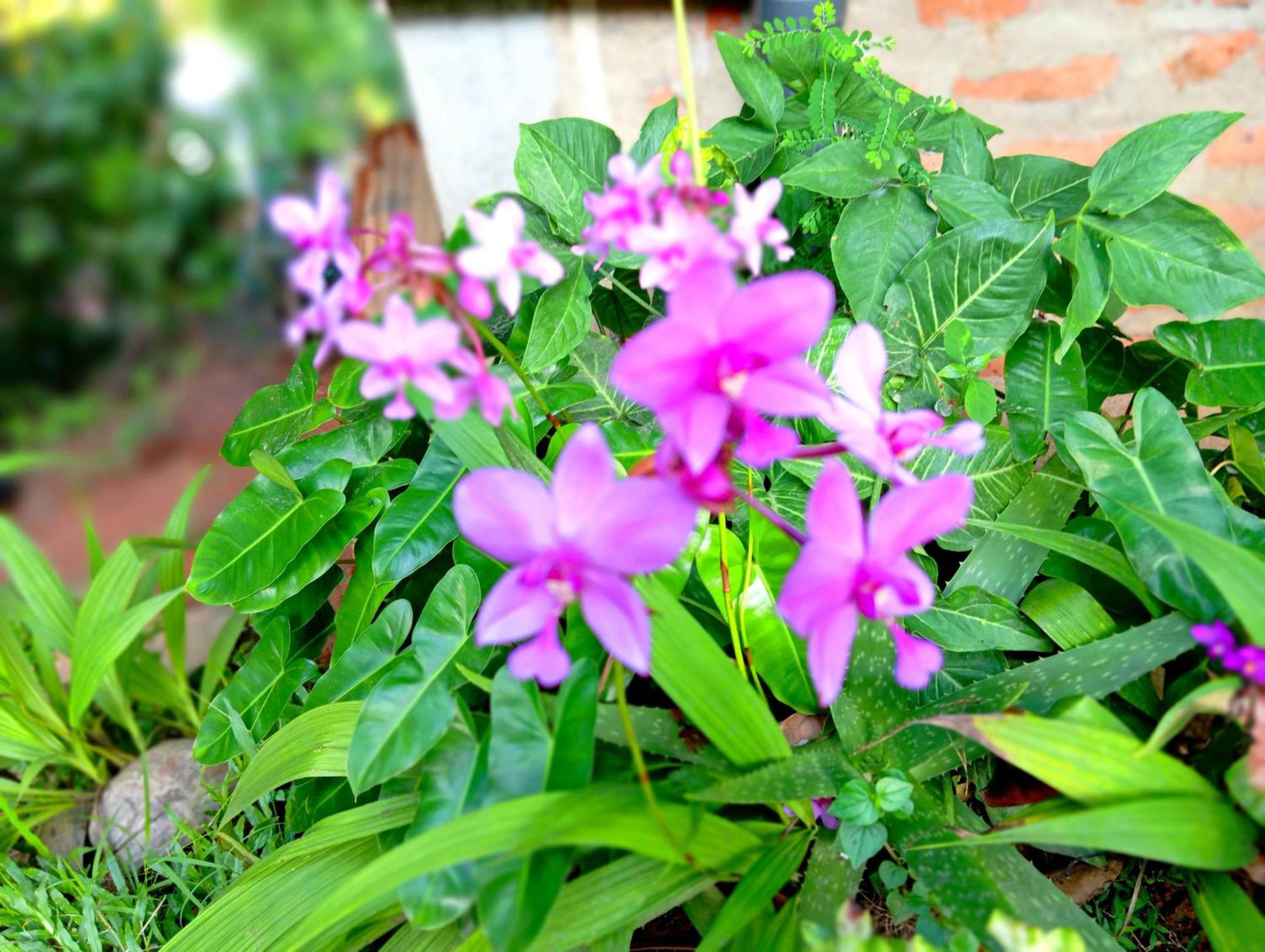 Sasaa Guest House มิริสซา ภายนอก รูปภาพ